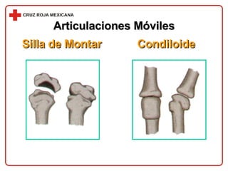 Articulaciones Móviles Silla de Montar Condiloide 