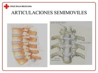 ARTICULACIONES SEMIMOVILES 