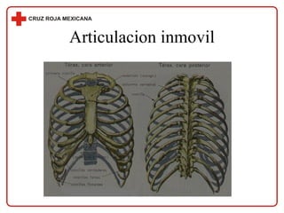 Articulacion inmovil 