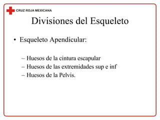 Divisiones del Esqueleto Esqueleto Apendicular: Huesos de la cintura escapular Huesos de las extremidades sup e inf Huesos de la Pelvis. 