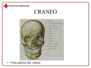 CRANEO Vista anterior del  cráneo 