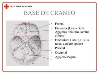 BASE DE CRANEO Frontal Etmoides (Crista Galli. Agujeros olfatorio, lamina cribosa) Esfenoides ( Ala <,>, silla turca, agujero optico) Parietal Occipital  Agujero Magno 