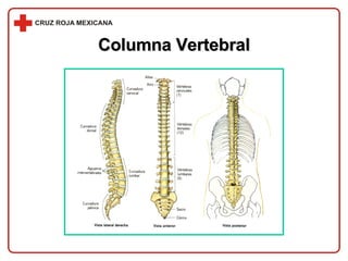 Columna Vertebral 