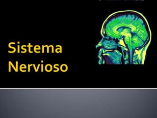 Sistema Nervioso 