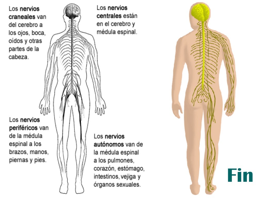 Sistema Nervioso