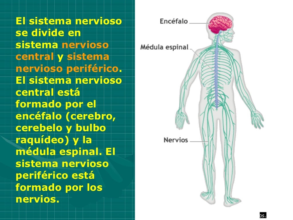 Sistema Nervioso