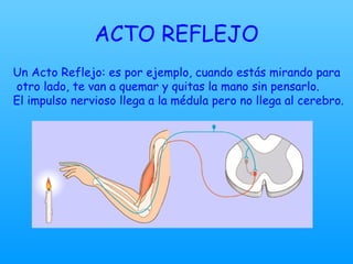 ACTO REFLEJO Un Acto Reflejo: es por ejemplo, cuando estás mirando para otro lado, te van a quemar y quitas la mano sin pensarlo.  El impulso nervioso llega a la médula pero no llega al cerebro. 