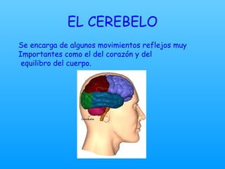 EL CEREBELO Se encarga de algunos movimientos reflejos muy  Importantes como el del corazón y del  equilibro del cuerpo. 