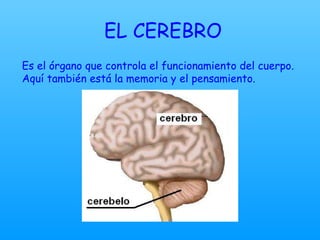 EL CEREBRO Es el órgano que controla el funcionamiento del cuerpo. Aquí también está la memoria y el pensamiento. 