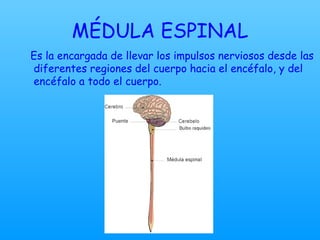 MÉDULA ESPINAL Es la encargada de llevar los impulsos nerviosos desde las diferentes regiones del cuerpo hacia el encéfalo, y del encéfalo a todo el cuerpo.