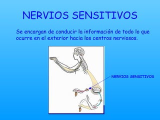 NERVIOS SENSITIVOS Se encargan de conducir la información de todo lo que ocurre en el exterior hacia los centros nerviosos.  NERVIOS SENSITIVOS 