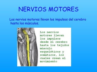 NERVIOS MOTORES Los nervios motores llevan los impulsos del cerebro  hasta los músculos. 