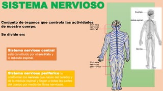 SISTEMA NERVIOSO 
Conjunto de órganos que controla las actividades 
de nuestro cuerpo. 
Se divide en: 
Sistema nervioso central 
está constituido por el encéfalo y 
la médula espinal. 
Sistema nervioso periférico lo 
conforman los nervios que nacen del cerebro y 
de la médula espinal y llegan a todas las partes 
del cuerpo por medio de fibras nerviosas. 
 
