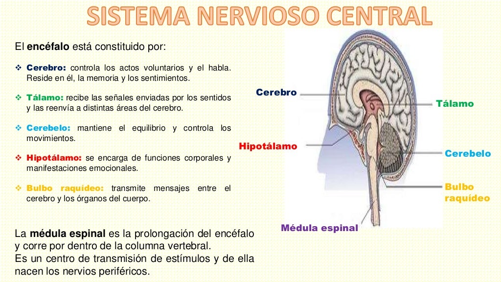 enfermedades del cerebro y del sistema nervioso