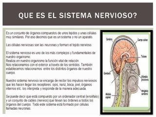QUE ES EL SISTEMA NERVIOSO?
 