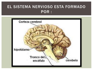 EL SISTEMA NERVIOSO ESTA FORMADO
POR :
 
