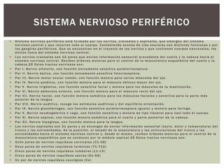  S i s t e m a n e r v i o so p e r i f é r i co e s t á f o r m a d o p o r l o s n e r v i o s, c r a n e al es y e s p i n a l es, q u e e m e r g e n d e l s i s t e m a
n e r v i o s o c e n t r al y q u e r e c o rr en t o d o e l c u e r p o. C o n t e ni e ndo a x o ne s d e v í a s n e u r a l es c o n d i s t i n t a s f u n c i on es y p o r
l o s g a n g l i o s p e r i f é r i co s. Qu e s e e n c u e ntr an e n e l t r a y e cto d e l o s n e r v i o s y q u e c o n t i e nen c u e r po s n e u r o nal e s, l o s
ú n i c o s f u e r a d e l s i s t e m a n e r v i o s o c e n t ra l .
 L o s n e r v i o s c r a n ea l es s o n 1 2 p a r e s q u e e n v í a n i n f o r m a c i ó n s e n s or i al p r o c e dent e d e l c u e l l o y l a c a b e z a h a c i a e l
s i s t e m a n e r v i o s o c e n t ra l . R e c i b en ó r d e n es m o t o r a s p a r a e l c o n t r ol d e l a m u s c u l a t ur a e s q u el é ti c a d e l c u e l l o y l a
c a b e z a.2 5 E s t o s t r a c t os n e r v i o s os s o n :
 P a r I . N e r v i o o l f a t o r i o , c o n f u n c i ó n ú n i c a m e nte s e n s i ti v a q u i m i o r r e c ept or a.
 P a r I I . N e r v i o ó p t i c o, c o n f u n c i ó n ú n i c a m e nt e s e n si t i v a f o t o r r ecep to ra .
 P a r I I I . N e r v i o m o t o r o c u l a r c o m ú n , c o n f u n c i ó n m o t o r a p a r a v a r i o s m ú s c u l o s d e l o j o .
 P a r I V . N e r v i o p a t é t i c o, c o n f u n c i ón m o t o r a p a r a e l m ú s c u l o o b l i c u o m a y o r d e l o j o .
 P a r V . N e r v i o t r i g é m i n o , c o n f u n c i ó n s e n s i t i v a f a c i a l y m o t o r a p a r a l o s m ú s c u l os d e l a m a s t i c ac i ón.
 P a r V I . N e r v i o a b d u c ens e x t e rn o, c o n f u n c i ó n m o t o r a p a r a e l m ú s c u l o r e c t o d e l o j o .
 P a r V I I . N e r v i o f a c i a l , c o n f u n c i ó n m o t o r a s o m á t i c a p a r a l o s m ú s c u l os f a c i a l e s y s e n s i t i v a p a r a l a p a r t e m á s
a n t e r i o r d e l a l e n g u a .
 P a r V I I I . N e r v i o a u d i t i v o , r e c o g e l o s e s t í m u l o s a u d i t i v o s y d e l e q u i l i b r i o - or i en taci ó n.
 P a r I X . N e r v i o g l o s o far í n geo, c o n f u n c i ó n s e n s i t i v a q u i m i o r r e cep to ra ( g u s t o ) y m o t o r a p a r a f a r i n g e .
 P a r X . N e r v i o n e u m o g ást ri c o o v a g o , c o n f u n c i ó n s e n si t i v a y m o t o r a d e t i p o v i s c e r al p a r a c a s i t o d o e l c u e r p o.
 P a r X I . N e r v i o e s p i n al , c o n f u n c i ó n m o t o r a s o m á t i c a p a r a e l c u e l l o y p a r t e p o s t er i or d e l a c a b e z a.
 P a r X I I . N e r v i o h i p o g l o so, c o n f u n c i ón m o t o r a p a r a l a l e n g u a.
 L o s n e r v i o s e s p i n al e s s o n 3 1 p a r e s y s e e n c a r gan d e e n v i a r i n f o r m a ci ó n s e n sor i a l ( t a c t o , d o l o r y t e m p e r at ur a) d e l
t r o n c o y l a s e x t r em i d a des, d e l a p o s i c i ón, e l e s t a do d e l a m u s c u l at ur a y l a s a r t i c u l a ci on es d e l t r o n c o y l a s
e x t r e m i d ade s h a c i a e l s i s t e m a n e r v i o so c e n t r al y , d e s d e e l m i s m o , r e c i b en ó r d e n es m o t o r a s p a r a e l c o n t r ol d e l a
m u s c u l a tu ra e s q u el ét i ca q u e s e c o n d ucen p o r l a m é d u l a e s p i n al . 25 E s t o s t r a c t o s n e r v i o s os s o n :
 Oc h o p a r e s d e n e r v i o s r a q u í d e os c e r v i c a l es ( C 1 - C 8 )
 D o c e p a r e s d e n e r v i o s r a q u í d e os t o r á c i co s ( T 1 - T 1 2 )
 C i n c o p a r e s d e n e r v i o s r a q u í d e os l u m b a r e s ( L 1 - L 5 )
 C i n c o p a r e s d e n e r v i o s r a q u í d e os s a c r o s ( S 1 - S 5 )
 U n p a r d e n e r v i o s r a q u í d eos c o c cí g eos ( C o )
SISTEMA NERVIOSO PERIFÉRICO
 