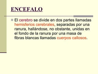 ENCEFALO El  cerebro  se divide en dos partes llamadas  hemisferios cerebrales , separadas por una ranura, hallándose, no obstante, unidas en el fondo de la ranura por una masa de fibras blancas llamadas  cuerpos callosos . 
