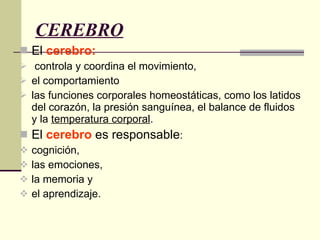 CEREBRO El  cerebro: controla y coordina el movimiento,  el comportamiento  las funciones corporales homeostáticas, como los latidos del corazón, la presión sanguínea, el balance de fluidos y la  temperatura corporal .  El  cerebro  es responsable :  cognición,  las emociones,  la memoria y  el aprendizaje. 