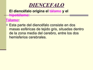 DIENCEFALO El diencéfalo origina el  tálamo  y el  hipotálamo : Tálamo : Esta parte del diencéfalo consiste en dos masas esféricas de tejido gris, situadas dentro de la zona media del cerebro, entre los dos hemisferios cerebrales.  