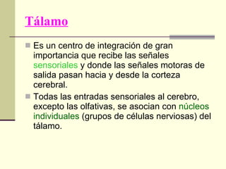 Tálamo Es un centro de integración de gran importancia que recibe las señales  sensoriales  y donde las señales motoras de salida pasan hacia y desde la corteza cerebral.  Todas las entradas sensoriales al cerebro, excepto las olfativas, se asocian con  núcleos individuales  (grupos de células nerviosas) del tálamo. 
