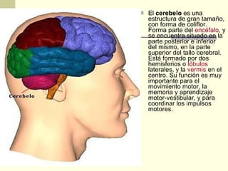 El  cerebelo  es una estructura de gran tamaño, con forma de coliflor. Forma parte del  encéfalo , y se encuentra situado en la parte posterior e inferior del mismo, en la parte superior del tallo cerebral. Está formado por dos hemisferios o  lóbulos  laterales, y la  vermis  en el centro. Su función es muy importante para el movimiento motor, la memoria y aprendizaje motor-vestibular, y para coordinar los impulsos motores. 