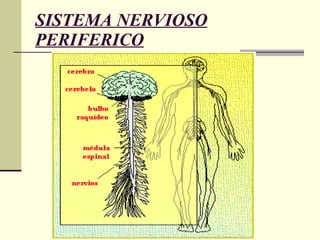 SISTEMA NERVIOSO PERIFERICO 
