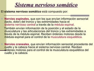 Sistema nervioso somático   El  sistema nervioso somático  está compuesto por: Nervios espinales , que son los que envían información sensorial (tacto, dolor) del tronco y las extremidades hacia el  sistema nervioso central  a través de la  médula espinal .  También envían información de la posición y el estado de la musculatura y las articulaciones del tronco y las extremidades a través de la médula espinal. Reciben órdenes motoras desde la médula espinal para el control de la  musculatura esquelética .  Nervios craneales , que envían información sensorial procedente del cuello y la cabeza hacia el sistema nervioso central. Reciben órdenes motoras para el control de la musculatura esquelética del cuello y la cabeza .  