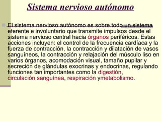 Sistema nervioso autónomo El sistema nervioso autónomo es sobre todo un sistema eferente e involuntario que transmite impulsos desde el sistema nervioso central hacia  órganos  periféricos. Estas acciones incluyen: el control de la frecuencia cardíaca y la fuerza de contracción, la contracción y dilatación de vasos sanguíneos, la contracción y relajación del músculo liso en varios órganos, acomodación visual, tamaño pupilar y secreción de glándulas exocrinas y endocrinas, regulando funciones tan importantes como la  digestión ,  circulación sanguínea ,  respiración  y metabolismo . 