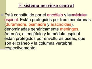 Está constituido por el  encéfalo  y la  médula espinal . Están protegidos por tres membranas ( duramadre, piamadre  y  aracnoides ), denominadas genéricamente  meninges . Además, el encéfalo y la médula espinal están protegidos por envolturas óseas, que son el cráneo y la columna vertebral respectivamente. El  sistema nervioso central 
