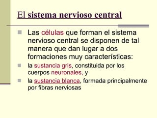 El  sistema nervioso central Las  células  que forman el sistema nervioso central se disponen de tal manera que dan lugar a dos formaciones muy características:  la  sustancia gris , constituida por los cuerpos  neuronales,  y  la  sustancia  blanca , formada principalmente por fibras nerviosas 