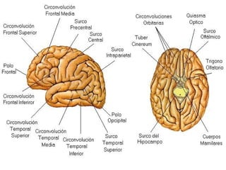 CEREBRO
 