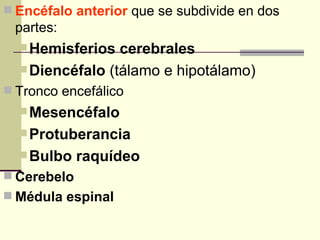  Encéfalo anterior que se subdivide en dos
 partes:
   Hemisferios  cerebrales
   Diencéfalo (tálamo e hipotálamo)
 Tronco encefálico
   Mesencéfalo
   Protuberancia
   Bulbo    raquídeo
 Cerebelo
 Médula espinal
 