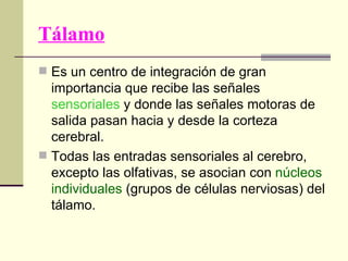 Tálamo
 Es un centro de integración de gran
  importancia que recibe las señales
  sensoriales y donde las señales motoras de
  salida pasan hacia y desde la corteza
  cerebral.
 Todas las entradas sensoriales al cerebro,
  excepto las olfativas, se asocian con núcleos
  individuales (grupos de células nerviosas) del
  tálamo.
 