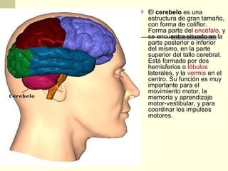  El cerebelo es una
  estructura de gran tamaño,
  con forma de coliflor.
  Forma parte del encéfalo, y
  se encuentra situado en la
  parte posterior e inferior
  del mismo, en la parte
  superior del tallo cerebral.
  Está formado por dos
  hemisferios o lóbulos
  laterales, y la vermis en el
  centro. Su función es muy
  importante para el
  movimiento motor, la
  memoria y aprendizaje
  motor-vestibular, y para
  coordinar los impulsos
  motores.
 
