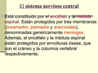 El sistema nervioso central
 Está constituido por el encéfalo y la médula
 espinal. Están protegidos por tres membranas
 (duramadre, piamadre y aracnoides),
 denominadas genéricamente meninges.
 Además, el encéfalo y la médula espinal
 están protegidos por envolturas óseas, que
 son el cráneo y la columna vertebral
 respectivamente.
 