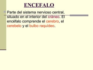 ENCEFALO
 Parte del sistema nervioso central,
situado en el interior del cráneo. El
encéfalo comprende el cerebro, el
cerebelo y el bulbo raquídeo.
 