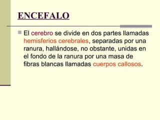 ENCEFALO
 El cerebro se divide en dos partes llamadas
hemisferios cerebrales, separadas por una
ranura, hallándose, no obstante, unidas en
el fondo de la ranura por una masa de
fibras blancas llamadas cuerpos callosos.
 