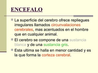 ENCEFALO
 La superficie del cerebro ofrece repliegues
irregulares llamados circunvalaciones
cerebrales, mas acentuados en el hombre
que en cualquier animal.
 El cerebro se compone de una sustancia
blanca y de una sustancia gris.
 Esta ultima se halla en menor cantidad y es
la que forma la corteza cerebral.
 