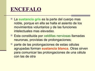ENCEFALO
 La sustancia gris es la parte del cuerpo mas
noble, porque en ella se halla el asiento de los
movimientos voluntarios y de las funciones
intelectuales mas elevadas.
 Esta constituida por celdillas nerviosas llamadas
neuronas, provistas de prolongaciones;
 parte de las prolongaciones de estas células
agrupadas forman sustancia blanca. Otras sirven
para comunicar las prolongaciones de una célula
con las de otra
 