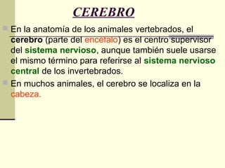 CEREBRO
 En la anatomía de los animales vertebrados, el
cerebro (parte del encéfalo) es el centro supervisor
del sistema nervioso, aunque también suele usarse
el mismo término para referirse al sistema nervioso
central de los invertebrados.
 En muchos animales, el cerebro se localiza en la
cabeza.
 