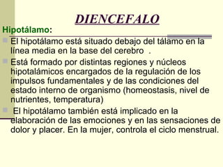 DIENCEFALO
Hipotálamo:
 El hipotálamo está situado debajo del tálamo en la
línea media en la base del cerebro .
 Está formado por distintas regiones y núcleos
hipotalámicos encargados de la regulación de los
impulsos fundamentales y de las condiciones del
estado interno de organismo (homeostasis, nivel de
nutrientes, temperatura)
 El hipotálamo también está implicado en la
elaboración de las emociones y en las sensaciones de
dolor y placer. En la mujer, controla el ciclo menstrual.
 