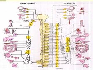 Sistema nervioso-2
