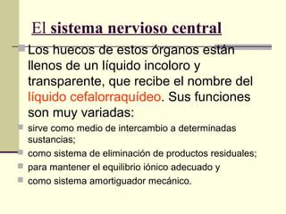 El sistema nervioso central
Los huecos de estos órganos están
llenos de un líquido incoloro y
transparente, que recibe el nombre del
líquido cefalorraquídeo. Sus funciones
son muy variadas:
 sirve como medio de intercambio a determinadas
sustancias;
 como sistema de eliminación de productos residuales;
 para mantener el equilibrio iónico adecuado y
 como sistema amortiguador mecánico.
 