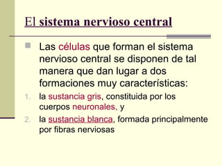 El sistema nervioso central
 Las células que forman el sistema
nervioso central se disponen de tal
manera que dan lugar a dos
formaciones muy características:
1. la sustancia gris, constituida por los
cuerpos neuronales, y
2. la sustancia blanca, formada principalmente
por fibras nerviosas
 