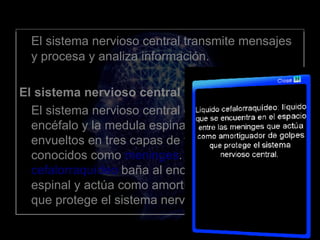 <ul><li>El sistema nervioso central transmite mensajes y procesa y analiza información. </li></ul><ul><li>El sistema nervi...