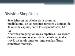 División Simpática Se origina en las células de la columna mediolateral, de las regiones torácica y lumbar  de  la médula espinal, entre los segmentos T1, L2 o L3 Neuronas preganglionares simpáticas . Los axones de esras neuronas salen de la médula espinal a través de la raiz anterior junto con las fibras somáticas motoras. 