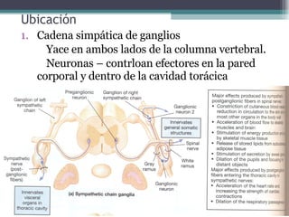 Ubicación Cadena simpática de ganglios Yace en ambos lados de la columna vertebral. Neuronas – contrloan efectores en la pared corporal y dentro de la cavidad torácica 