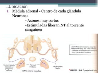 … Ubicación Médula adrenal - Centro de cada glándula  Neuronas - Axones muy cortos -Estimuladas liberan NT al torrente  sanguíneo 
