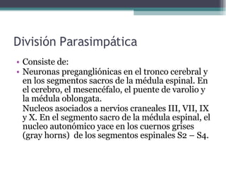 División Parasimpática Consiste de: Neuronas pregangliónicas en el tronco cerebral y en los segmentos sacros de la médula espinal. En el cerebro, el mesencéfalo, el puente de varolio y la médula oblongata.  Nucleos asociados a nervios craneales III, VII, IX y X. En el segmento sacro de la médula espinal, el nucleo autonómico yace en los cuernos grises (gray horns)  de los segmentos espinales S2 – S4. 